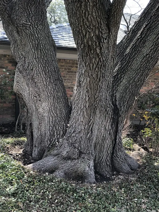 Mature heritage tree close to a Lee property cared for by certified arborists